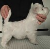 West Highland White Terrier ZKWP, FCI szczeniaki - 4