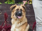 BERLIN mlody przyjacielski psiak kochający ludzi szuka domku - 5