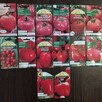 Rozsada sadzonki flance pomidorów wiele odmian papryka - 2