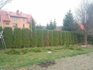 Pielęgnacja ogrodów - 7