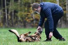 Przepiękny pies szuka domu, owczarek niemiecki - 7