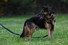 Przepiękny pies szuka domu, owczarek niemiecki - 2