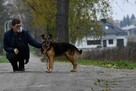 Przepiękny pies szuka domu, owczarek niemiecki - 4