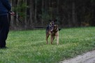 Przepiękny pies szuka domu, owczarek niemiecki - 5