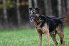 Przepiękny pies szuka domu, owczarek niemiecki - 3