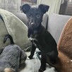trójka 4 mcz ślicznych szczeniaków do adopcji Dom Tymczas. - 6