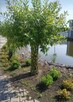 Drzewka z Wikliny Amerykańskiej - Piękno natury w ogrodzie! - 2