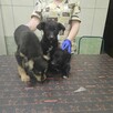 trójka 4 mcz ślicznych szczeniaków do adopcji Dom Tymczas. - 2
