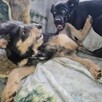 trójka 4 mcz ślicznych szczeniaków do adopcji Dom Tymczas. - 4