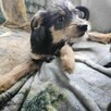 trójka 4 mcz ślicznych szczeniaków do adopcji Dom Tymczas. - 5