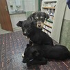 trójka 4 mcz ślicznych szczeniaków do adopcji Dom Tymczas. - 3