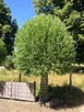Drzewka z Wikliny Amerykańskiej - Piękno natury w ogrodzie! - 5