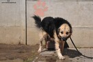 Kali- Psi senior czeka na właściciela! - 10