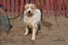 Gerda-Urocza sunia czeka na nowy domek! - 3