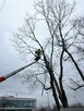 Czyszczenie działek mulczowanie karczowanie wycinka drzew - 6
