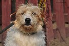 Gerda-Urocza sunia czeka na nowy domek! - 4