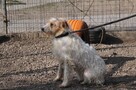 Gerda-Urocza sunia czeka na nowy domek! - 2