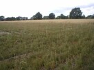 Działka Chrzanów Mały gm. Grodzisk Mazowiecki - 3