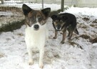 Rożek do adopcji - 3