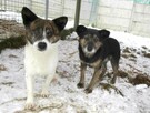 Rożek do adopcji - 2