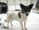 Rożek do adopcji - 4