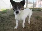 Rożek do adopcji - 5