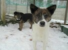 Rożek do adopcji - 1
