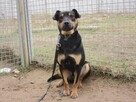 Lori do adopcji - 5