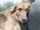 Gucio do adopcji - 6