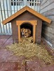 Gucio do adopcji - 2
