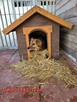 Gucio do adopcji - 1