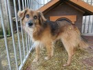 Gucio do adopcji - 4