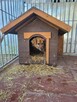 Gucio do adopcji - 3