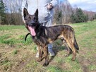 ARES - kraty zabijają go ! Cierpi w zamknięciu - 9