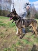 ARES - kraty zabijają go ! Cierpi w zamknięciu - 7