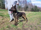ARES - kraty zabijają go ! Cierpi w zamknięciu - 3