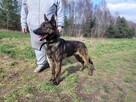 ARES - kraty zabijają go ! Cierpi w zamknięciu - 6
