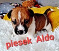 Maleńki Aldo !!! Jack Russell Terrier - 2