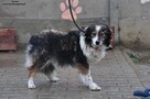 Gipson-Szukamy właściciela! - 2