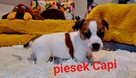 Maleńki Capi !!! DIAMENCIKJack Russell Terrier - 6