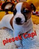 Maleńki Capi !!! DIAMENCIKJack Russell Terrier - 7