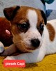 Maleńki Capi !!! DIAMENCIKJack Russell Terrier - 4