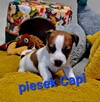 Maleńki Capi !!! DIAMENCIKJack Russell Terrier - 8