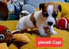 Maleńki Capi !!! DIAMENCIKJack Russell Terrier - 5