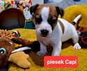 Maleńki Capi !!! DIAMENCIKJack Russell Terrier - 3