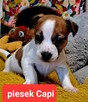 Maleńki Capi !!! DIAMENCIKJack Russell Terrier - 1