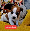 Maleńki Capi !!! DIAMENCIKJack Russell Terrier - 2