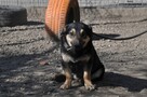 Ronio- Szukamy właściciela! - 4