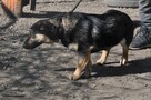 Ronio- Szukamy właściciela! - 7