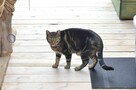 adoptuj ok 2 let.Rolkę likwidavcja DT w Bajonie-Wolontariusz - 3
